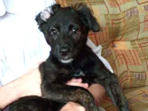 Cachorro raça SRD idade 2 a 6 meses nome Alexa