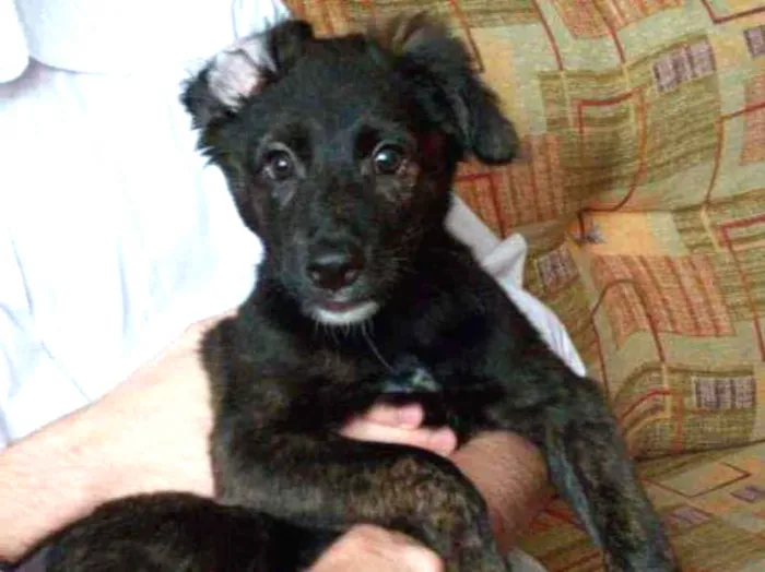 Cachorro raça SRD idade 2 a 6 meses nome Alexa