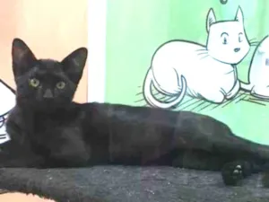 Gato raça SRD-ViraLata idade 2 a 6 meses nome PETER BLACK