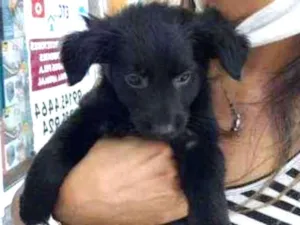 Cachorro raça SRD idade 2 a 6 meses nome Gaya