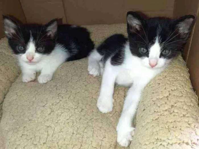 Gato ra a  idade Abaixo de 2 meses nome Filhotes