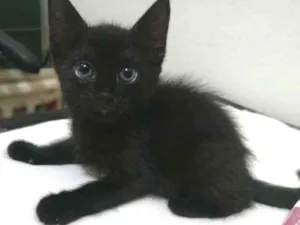 Gato raça SRD-ViraLata idade 2 a 6 meses nome Florzinha