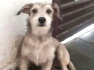 Cachorro raça sem raça definida idade 2 a 6 meses nome soluço