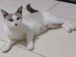 Gato raça  idade 2 a 6 meses nome Sem nome