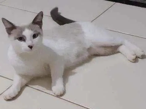 Gato ra a  idade 2 a 6 meses nome Sem nome