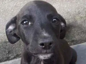 Cachorro raça sem raça definida idade 2 a 6 meses nome sem nome