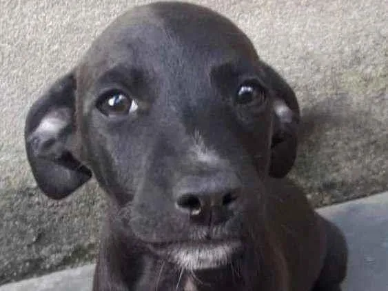 Cachorro ra a sem raça definida idade 2 a 6 meses nome sem nome