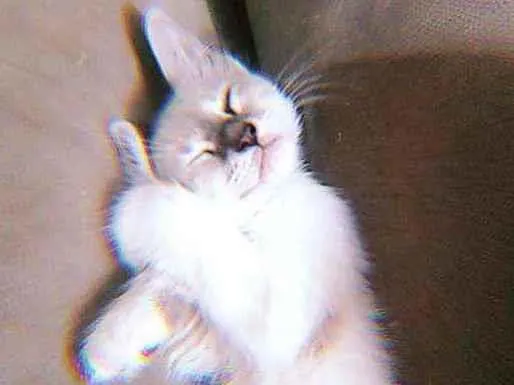 Gato raça  idade  nome Aruana