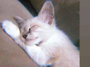 Gato raça  idade  nome Aruana