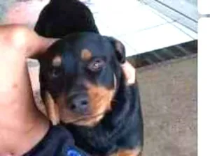 Cachorro raça Hottwaler idade 3 anos nome Mailon