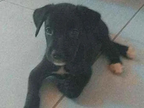 Cachorro ra a Misturado idade Abaixo de 2 meses nome Blak