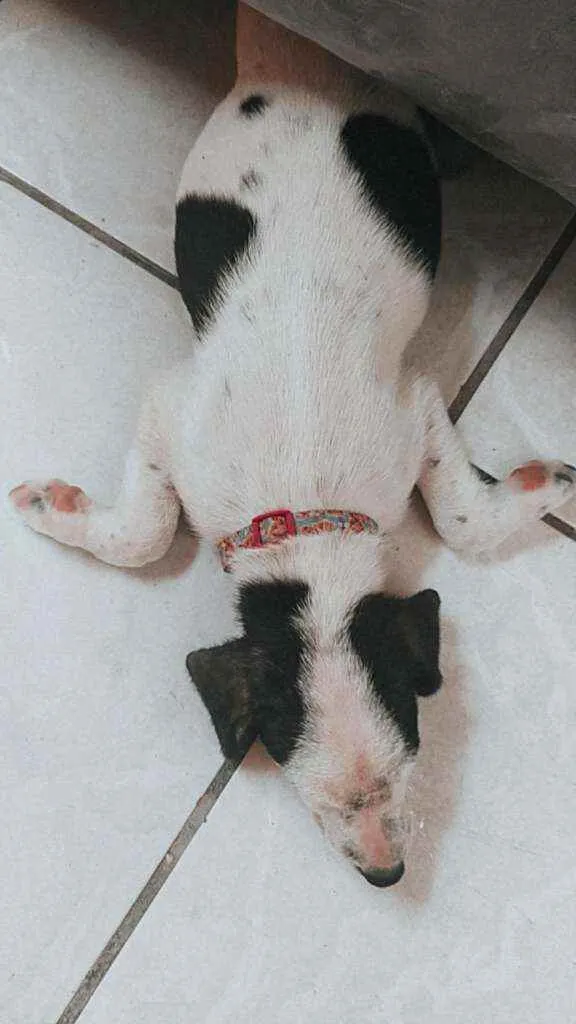 Cachorro ra a Misturado idade 2 a 6 meses nome Zoe