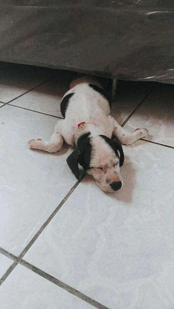 Cachorro ra a Misturado idade 2 a 6 meses nome Zoe