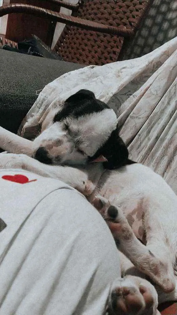 Cachorro ra a Misturado idade 2 a 6 meses nome Zoe