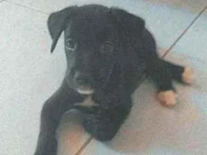 Cachorro raça Misturado idade Abaixo de 2 meses nome Blak