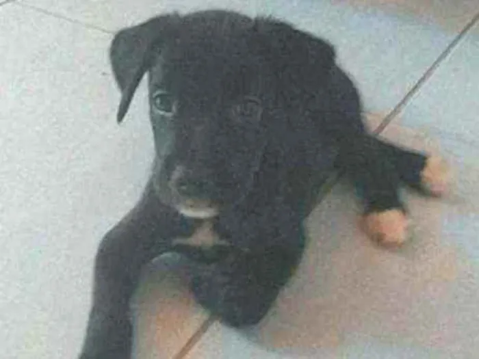 Cachorro ra a Misturado idade Abaixo de 2 meses nome Blak