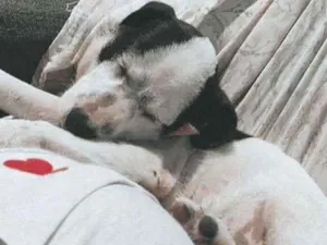 Cachorro raça Misturado idade 2 a 6 meses nome Zoe