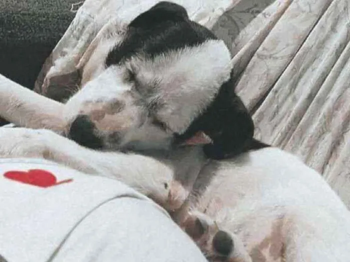 Cachorro ra a Misturado idade 2 a 6 meses nome Zoe