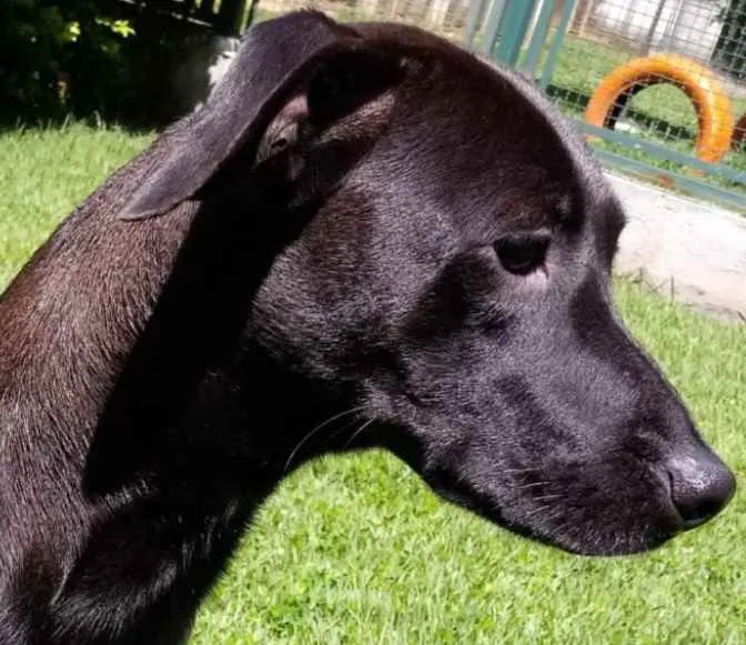 Cachorro raça Mestiça galgo  idade 1 ano nome Lilich