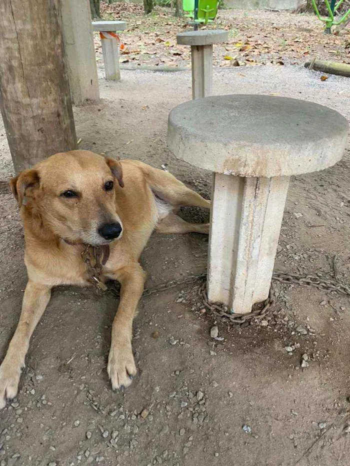 Cachorro ra a SRD idade 3 anos nome Ícaro