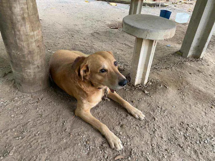 Cachorro ra a SRD idade 3 anos nome Ícaro