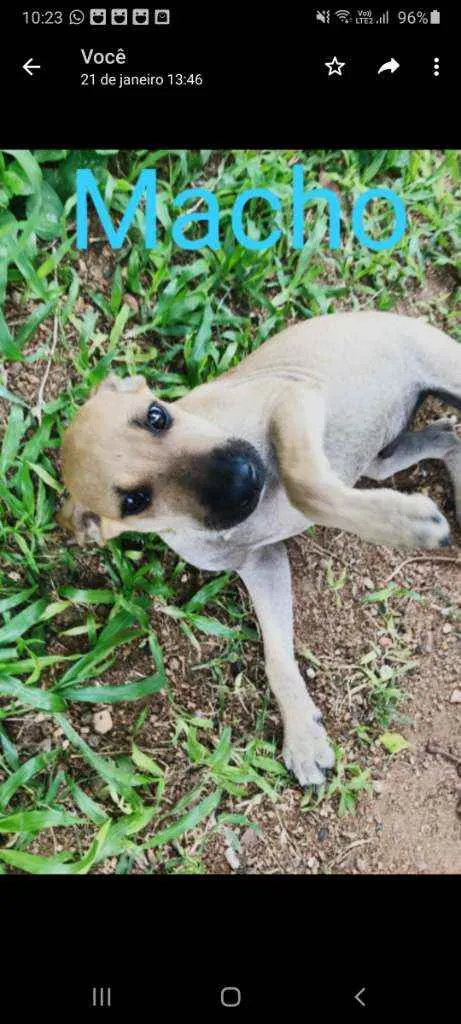 Cachorro ra a Viralata idade 2 a 6 meses nome Theo e pretinha 