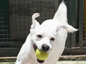 Cachorro raça Mestiço labrador idade 3 anos nome Ras