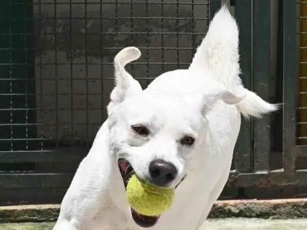 Cachorro raça Mestiço labrador idade 3 anos nome Ras