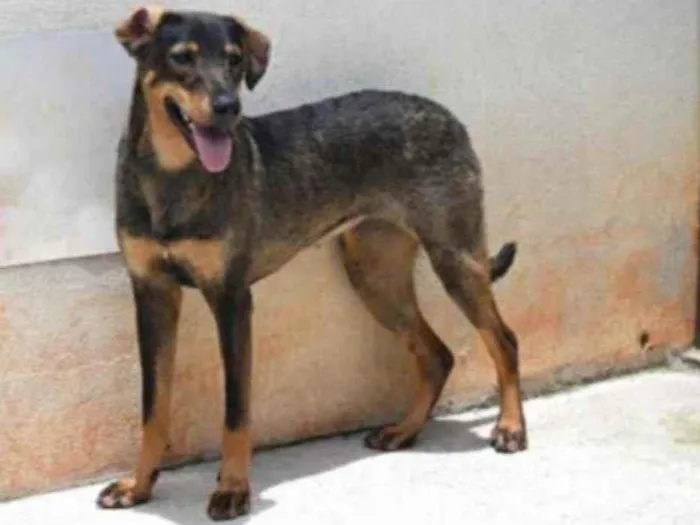 Cachorro raça Vira lata  idade 1 ano nome Mary