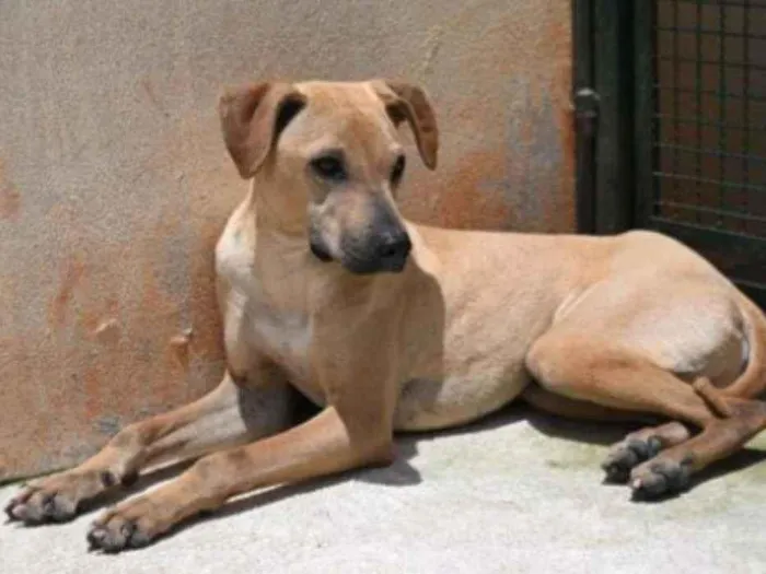 Cachorro raça Vira lata  idade 1 ano nome Alvaro 