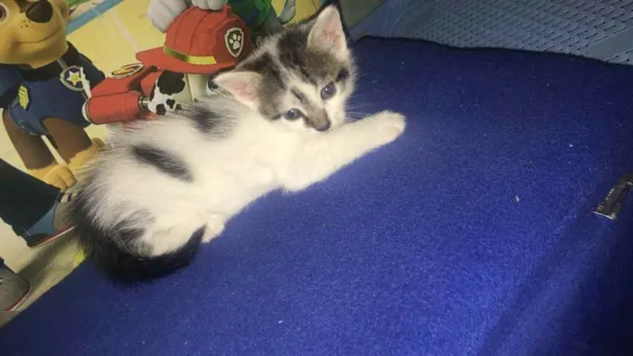 Gato ra a Não tem  idade Abaixo de 2 meses nome Não tem 