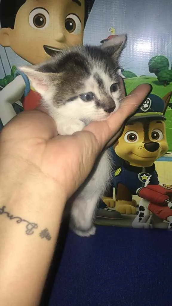 Gato ra a Não tem  idade Abaixo de 2 meses nome Não tem 
