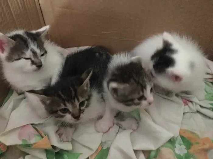 Gato ra a Não tem  idade Abaixo de 2 meses nome Não tem 