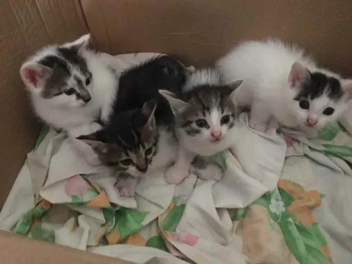 Gato ra a Não tem  idade Abaixo de 2 meses nome Não tem 