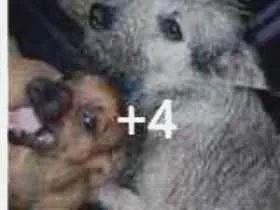 Cachorro raça SRD idade Abaixo de 2 meses nome Sem nomes