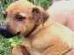 Cachorro ra a SRD idade Abaixo de 2 meses nome Sem nomes