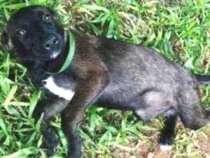 Cachorro raça Viralata idade 2 a 6 meses nome Theo e pretinha 
