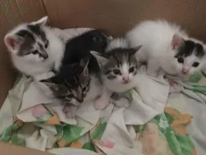 Gato raça Não tem  idade Abaixo de 2 meses nome Não tem 