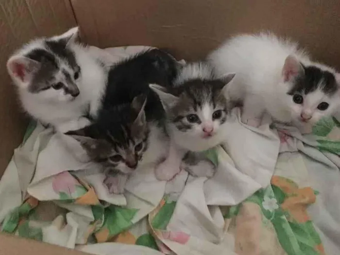 Gato ra a Não tem  idade Abaixo de 2 meses nome Não tem 