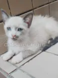 gatinha