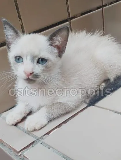 Gato ra a srd idade 2 a 6 meses nome gatinha