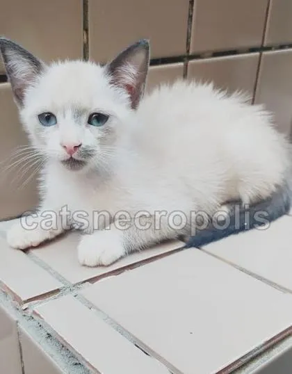Gato ra a srd idade 2 a 6 meses nome gatinha