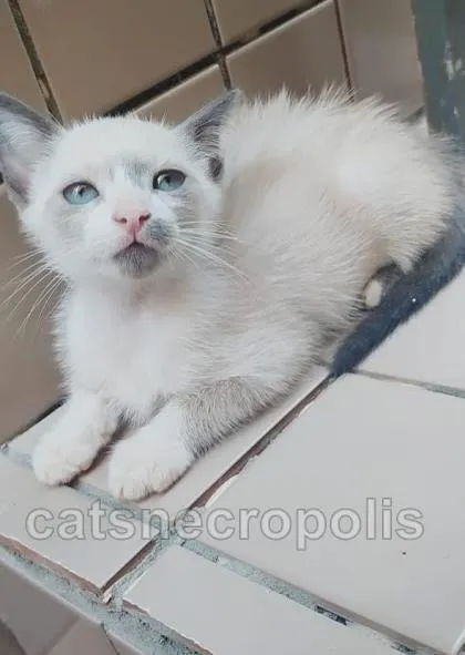Gato ra a srd idade 2 a 6 meses nome gatinha
