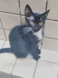 filhotinha