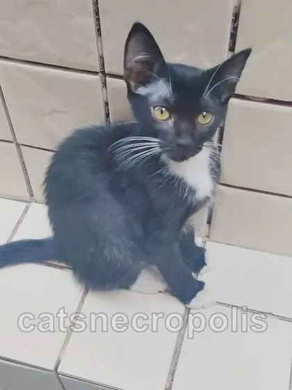 Gato ra a srd idade 2 a 6 meses nome filhotinha