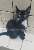 filhotinha