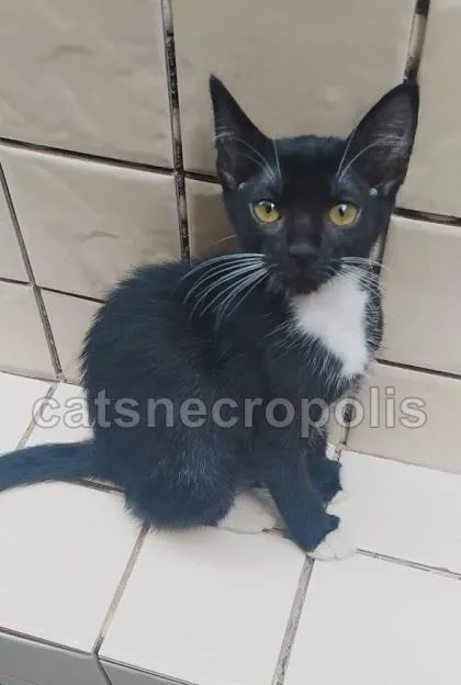 Gato ra a srd idade 2 a 6 meses nome filhotinha
