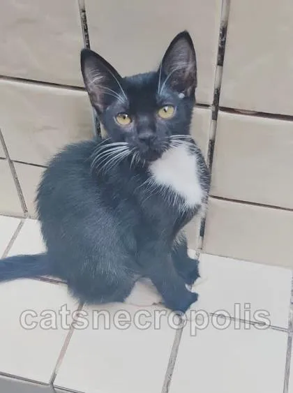Gato ra a srd idade 2 a 6 meses nome filhotinha