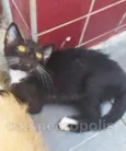filhotinha