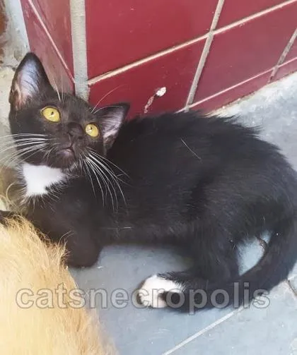 Gato ra a srd idade 2 a 6 meses nome filhotinha